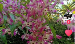 花的短视频,短视频捕捉的美丽瞬间